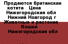 Продаются британские котята › Цена ­ 3 000 - Нижегородская обл., Нижний Новгород г. Животные и растения » Кошки   . Нижегородская обл.